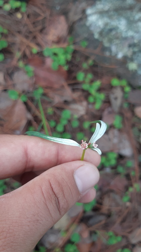 Euphorbia restiacea
