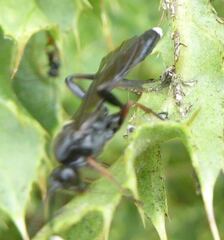 Vulgichneumon saturatorius