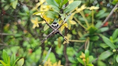 Argiope blanda