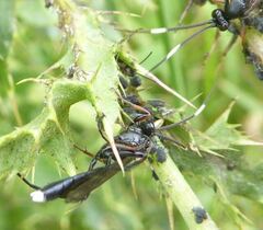 Vulgichneumon saturatorius