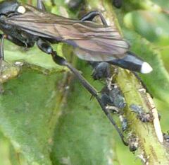 Vulgichneumon saturatorius