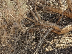 Artemisia californica