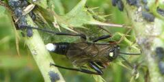 Vulgichneumon saturatorius