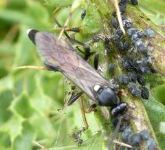 Vulgichneumon saturatorius