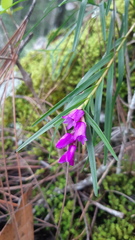 Isochilus bracteatus