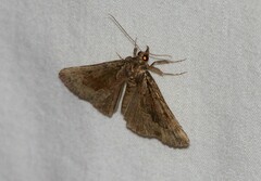 Hypena palparia