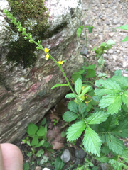 Agrimonia striata