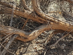 Artemisia californica