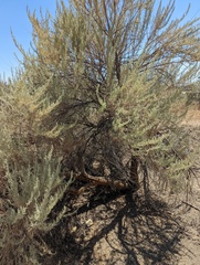 Artemisia californica