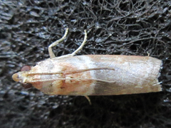 Calguia defiguralis