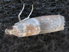 Calguia defiguralis