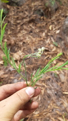 Baccharis occidentalis