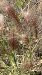 Hordeum jubatum