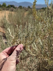 Artemisia californica