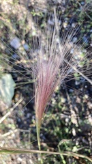 Hordeum jubatum