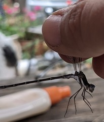 Archilestes californicus