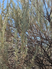 Artemisia californica