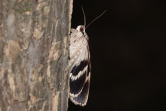 Catocala flebilis