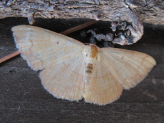 Pylargosceles steganioides