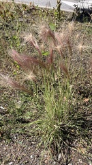Hordeum jubatum