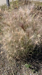 Hordeum jubatum