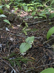 Neottia banksiana