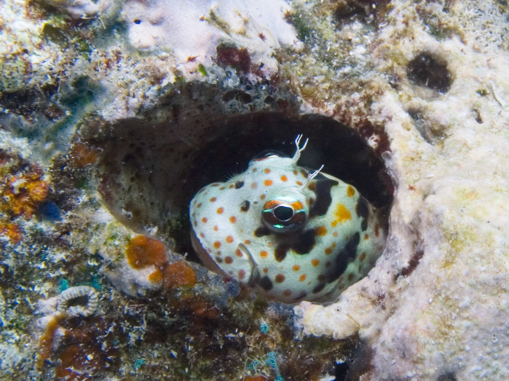 Blenniella