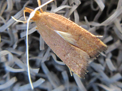 Lecitholaxa thiodora