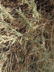 Artemisia californica
