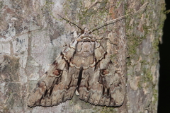 Catocala flebilis
