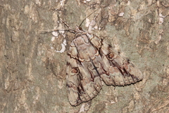 Catocala flebilis