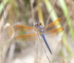 Libellula jesseana