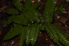 Adiantum cajennense