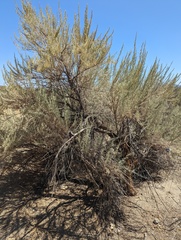 Artemisia californica