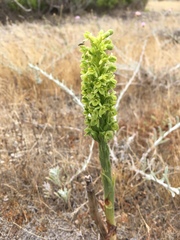 Platanthera michaelii