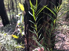 Notelaea linearis