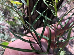 Notelaea linearis