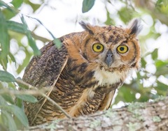 Bubo virginianus image