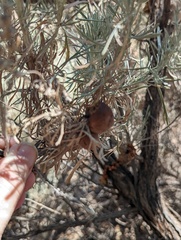 Artemisia californica
