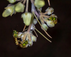 Agapostemon melliventris