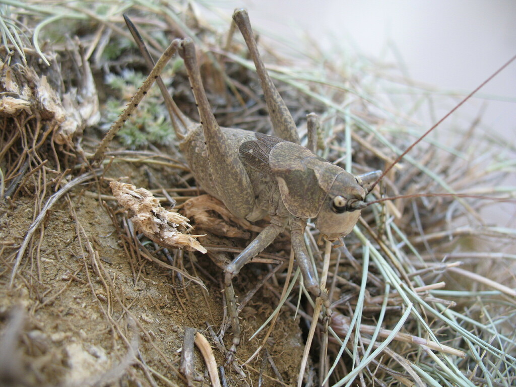 Anadrymadusa retowskii