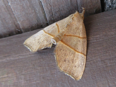 Gonepatica opalina
