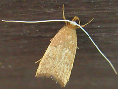 Lecitholaxa thiodora