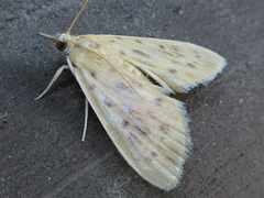 Tabidia strigiferalis