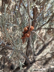 Artemisia californica
