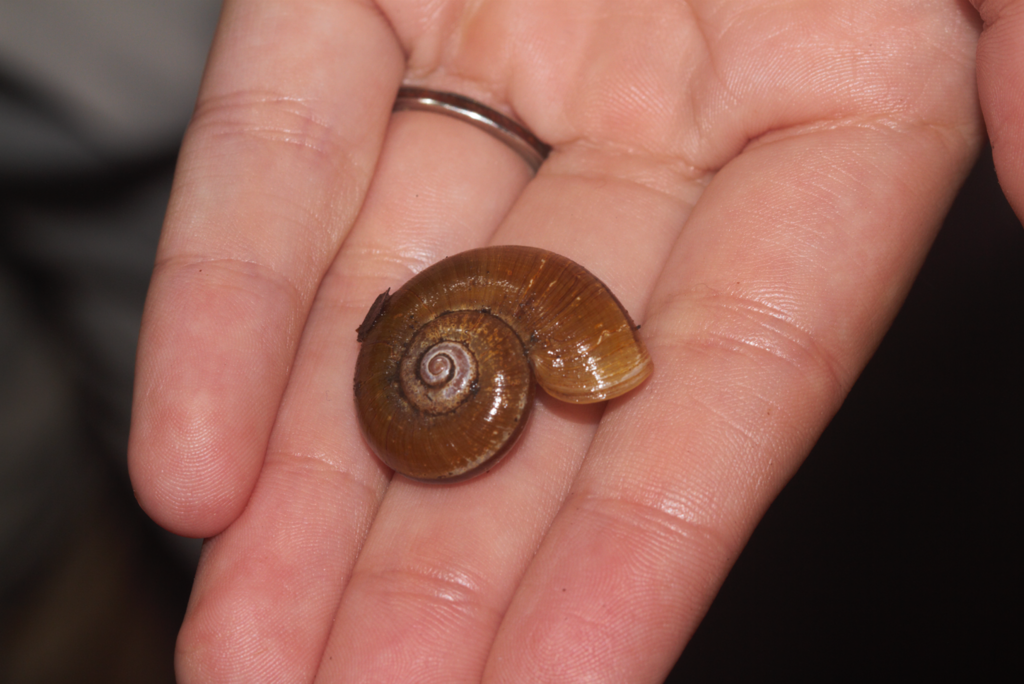Incidostoma pari