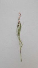 Baloskion tetraphyllum