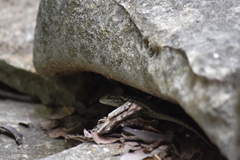 Sceloporus consobrinus