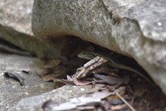 Sceloporus consobrinus