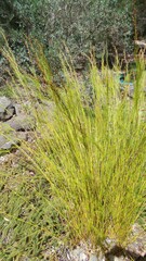 Baloskion tetraphyllum